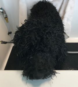 Shampooch Dog Wash